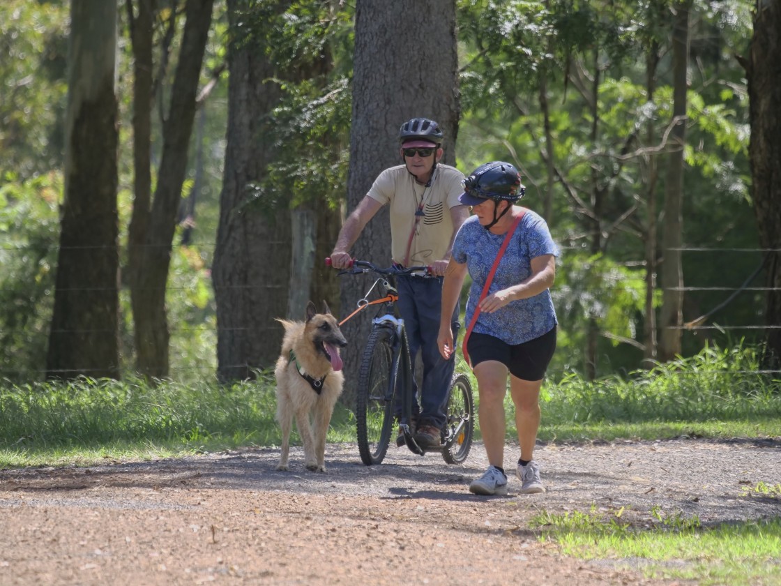 "Sled Dog Racing Qld Expo Day" stock image