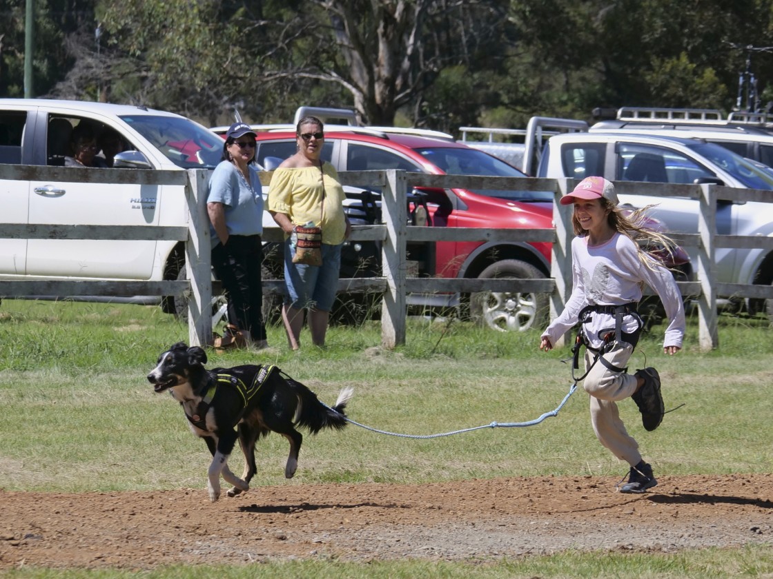 "Sled Dog Racing Qld Expo Day" stock image