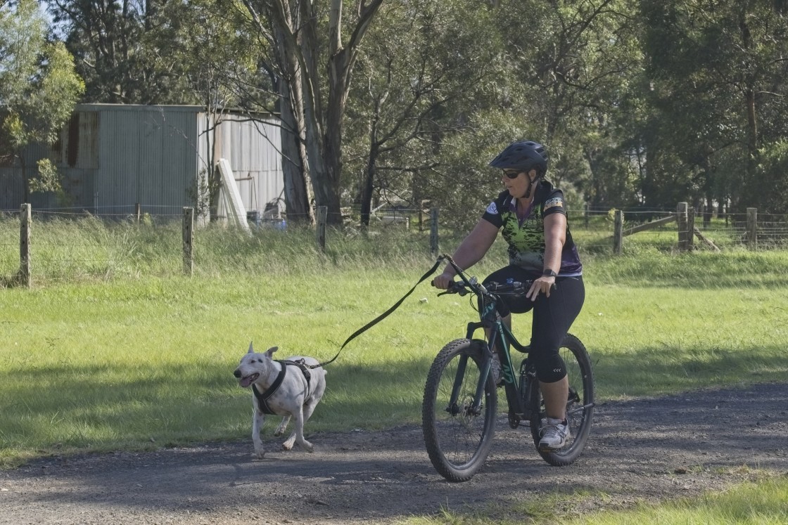 "Sled Dog Racing Qld Expo Day" stock image