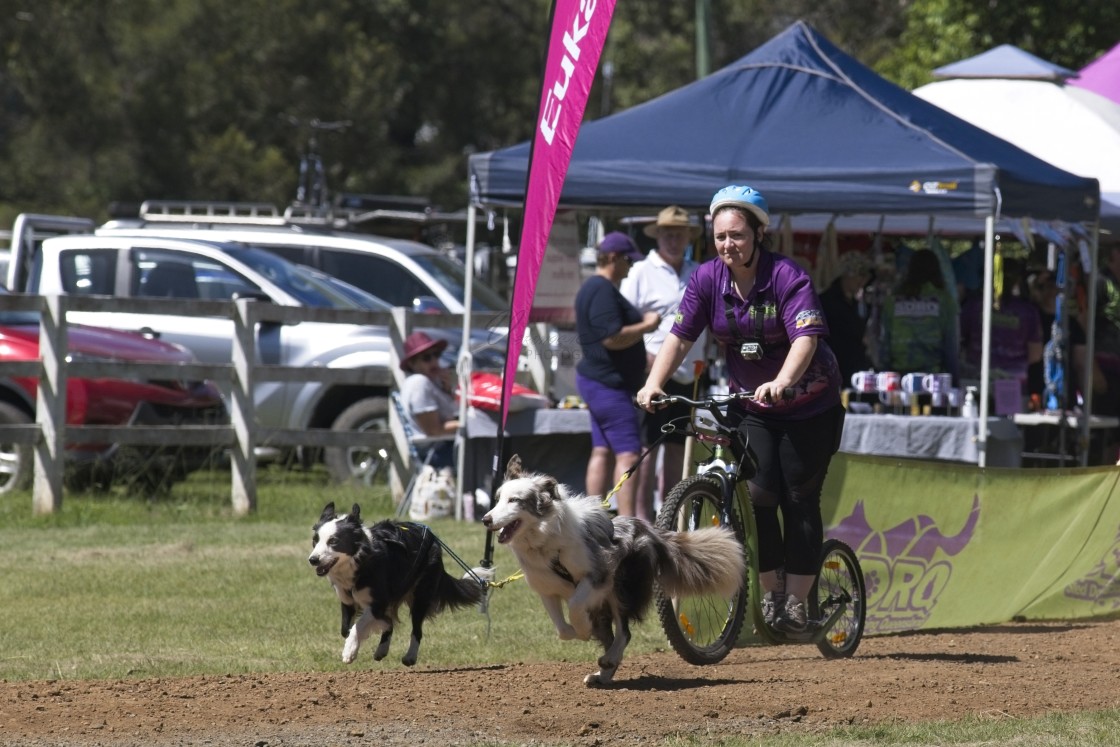 "Sled Dog Racing Qld Expo Day" stock image