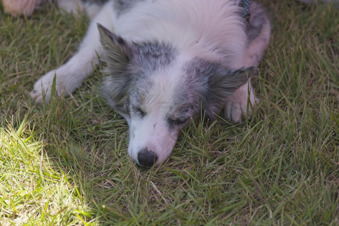 "Sled Dog Racing Qld Expo Day" stock image