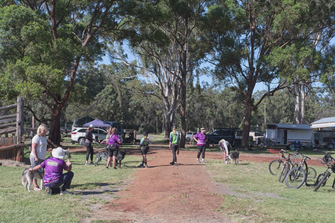 "Sled Dog Racing Qld Expo Day" stock image