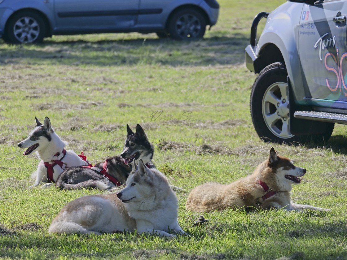 "Sled Dog Racing Qld Expo Day" stock image