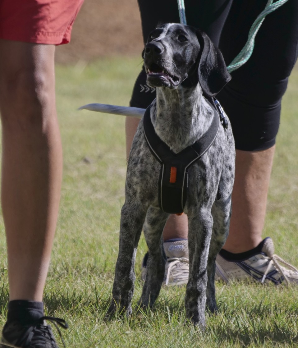 "Sled Dog Racing Qld Expo Day" stock image