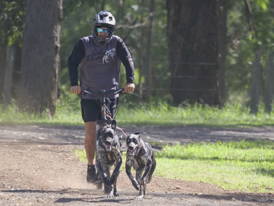 "Sled Dog Racing Qld Expo Day" stock image