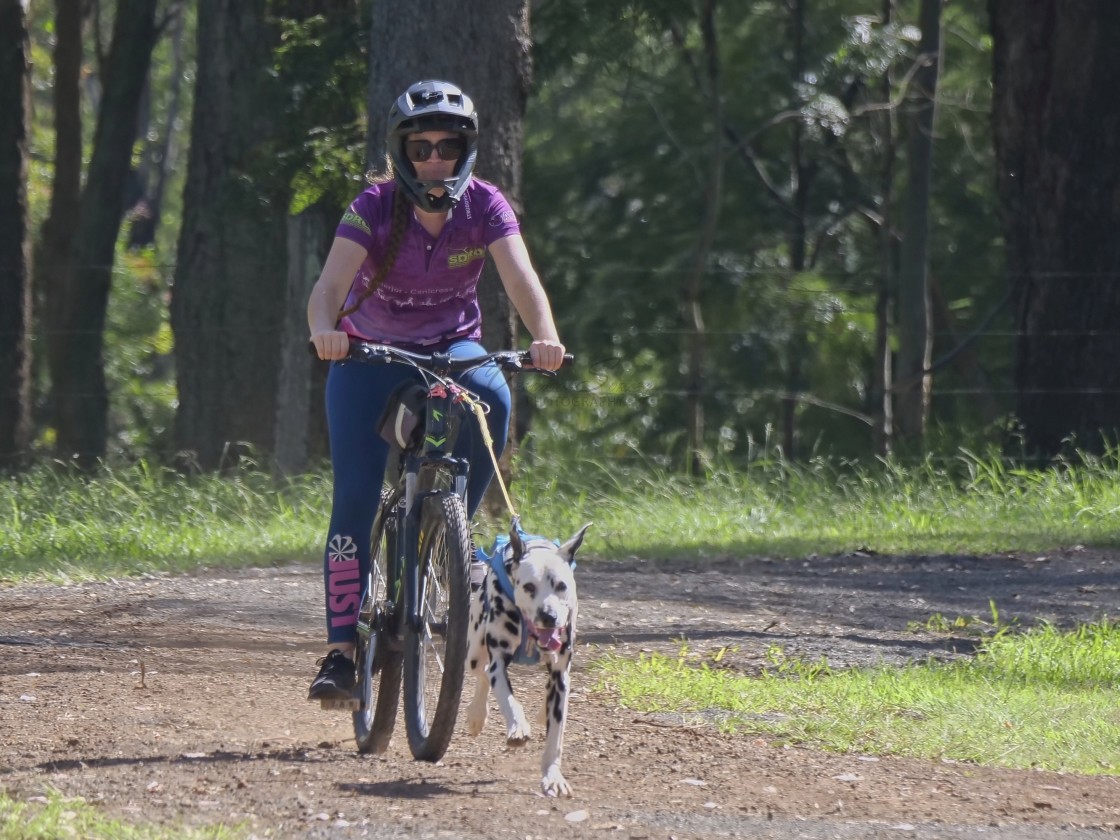 "Sled Dog Racing Qld Expo Day" stock image