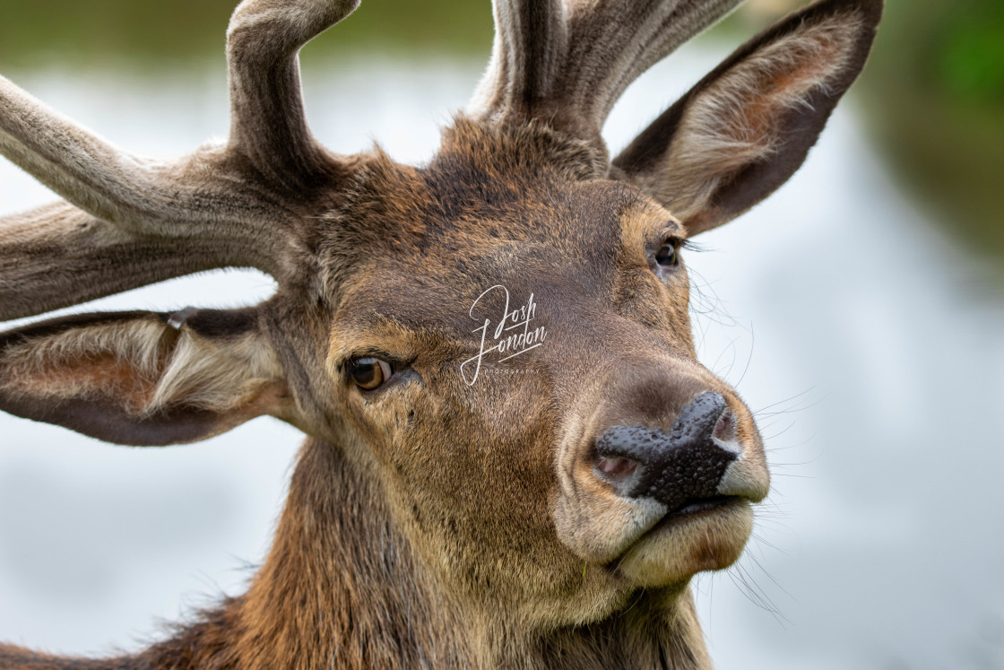 "Stag" stock image