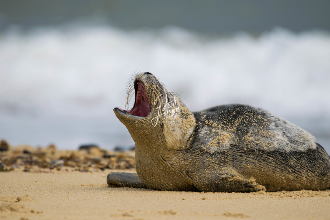 "Wild seal pup yawning" stock image