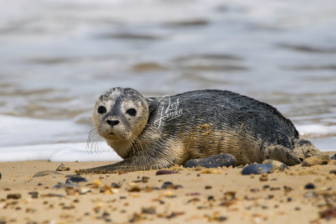 "Wild Seal cub" stock image