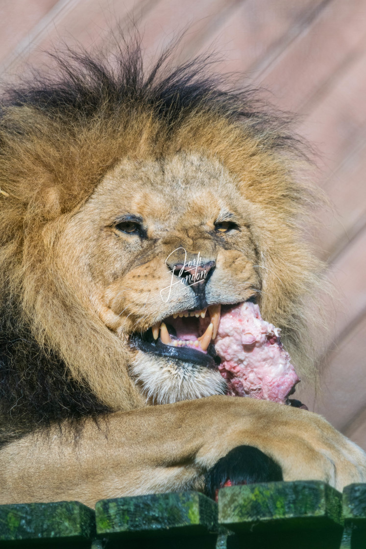 "Bailey enjoying his breakfast" stock image