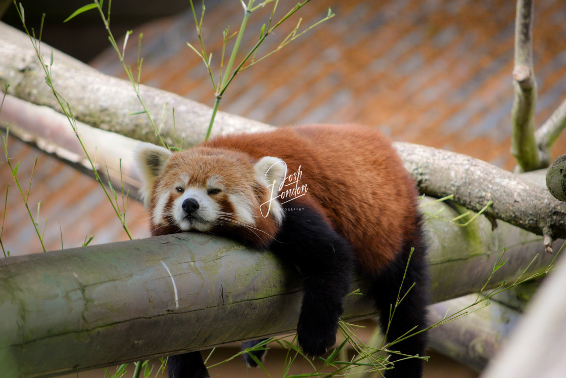 "'Is it friday yet?'" stock image