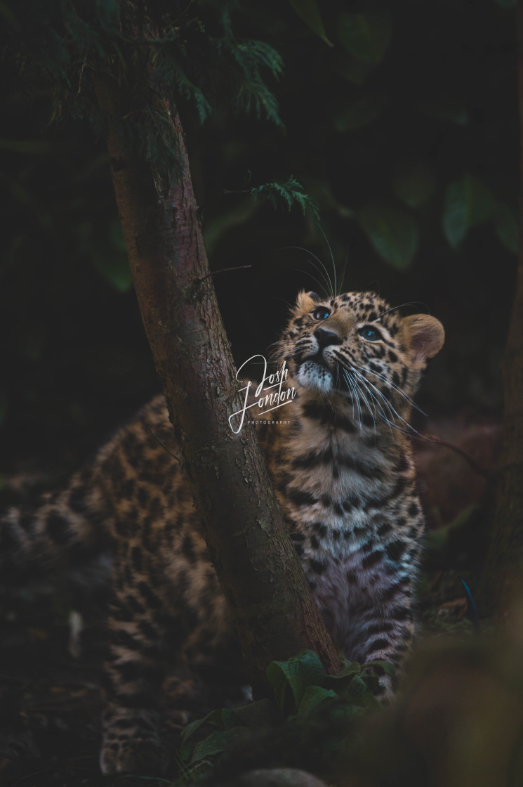 "Amur Leopard cub" stock image