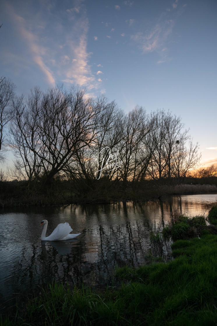 "Swan at Dedham golden hour" stock image