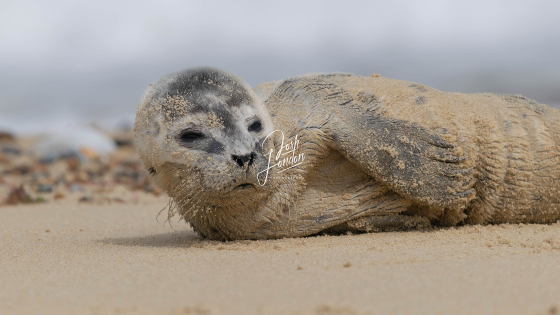 "Carefree baby seal" stock image