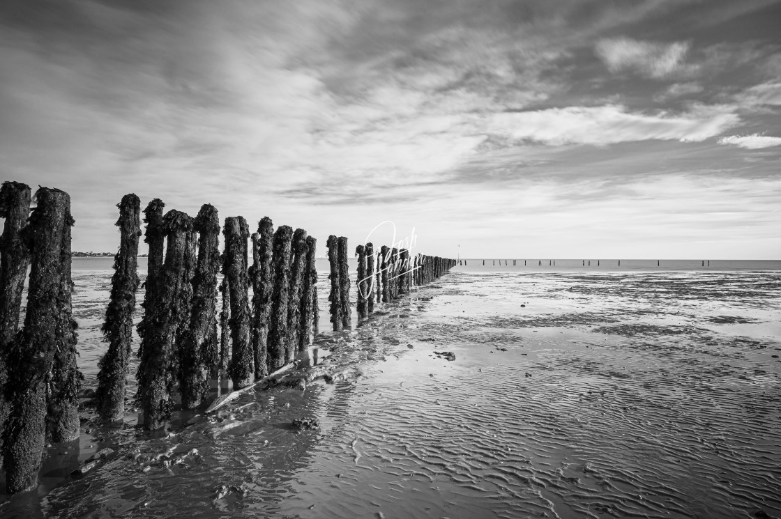 "Cudmore grove in black and white" stock image