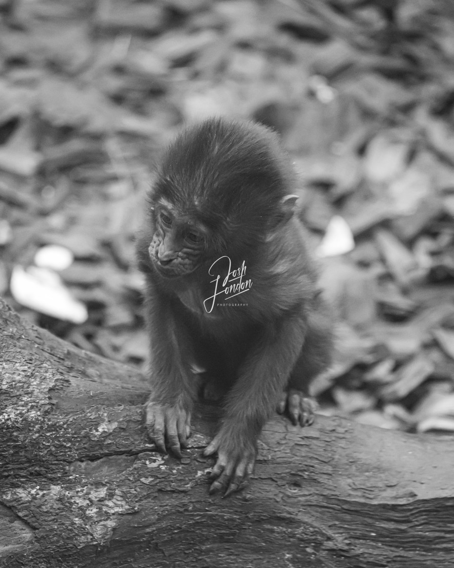 "Gelada Baboon baby" stock image