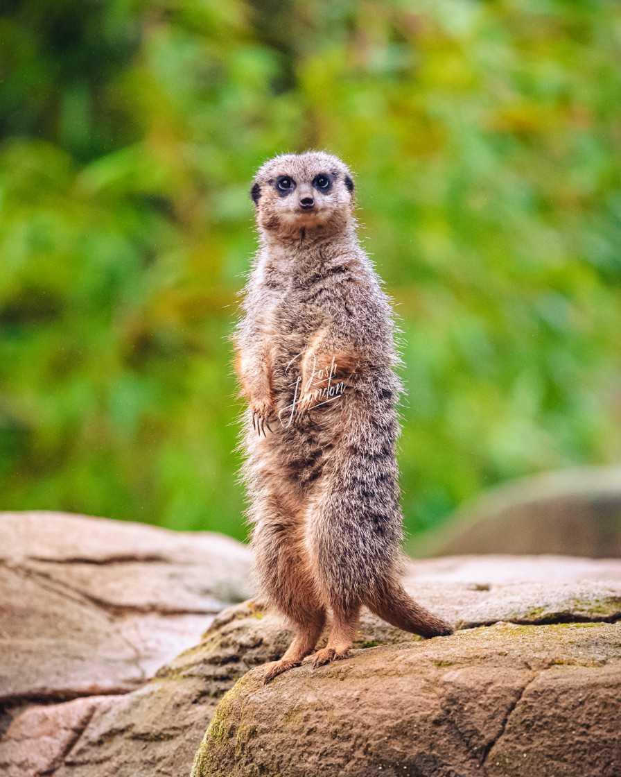 "Slender Tailed Meerkat" stock image