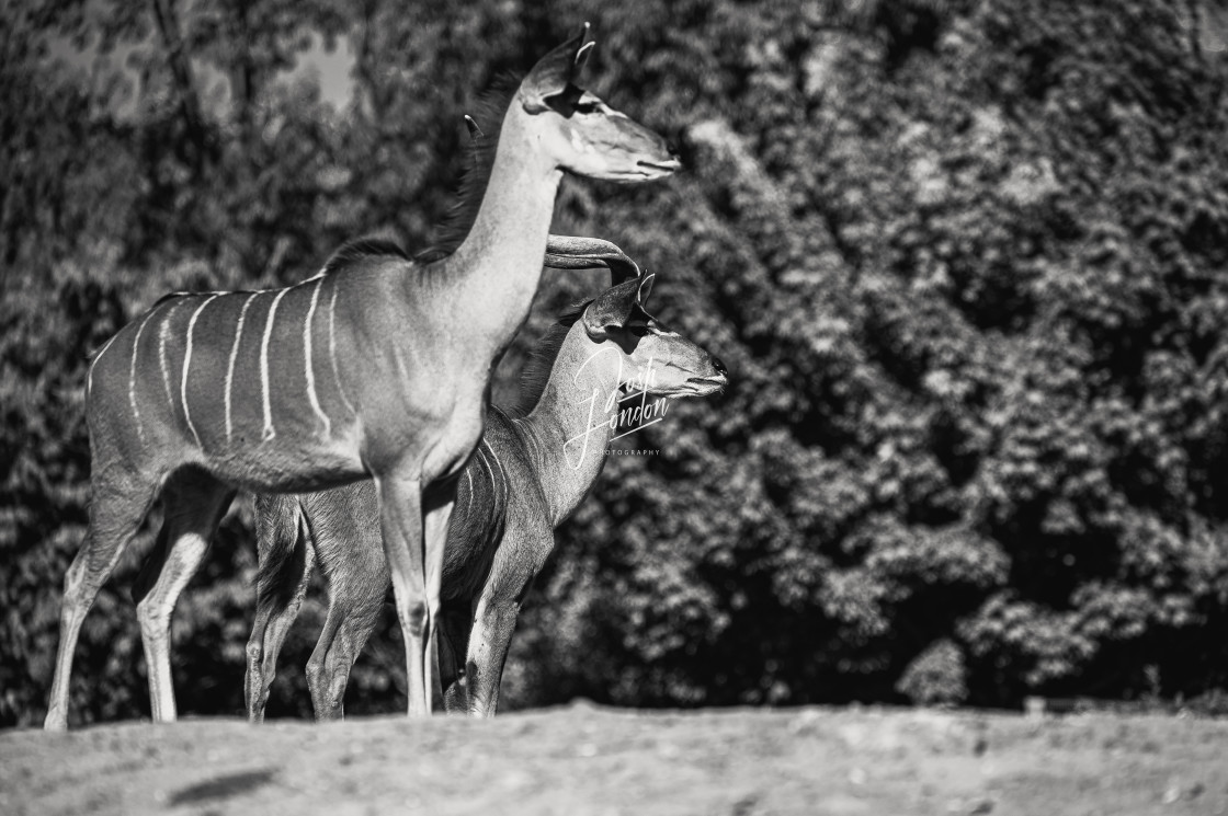 "Colchester Zoo Antelope" stock image