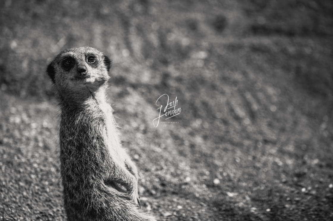 "Curious Meerkat" stock image