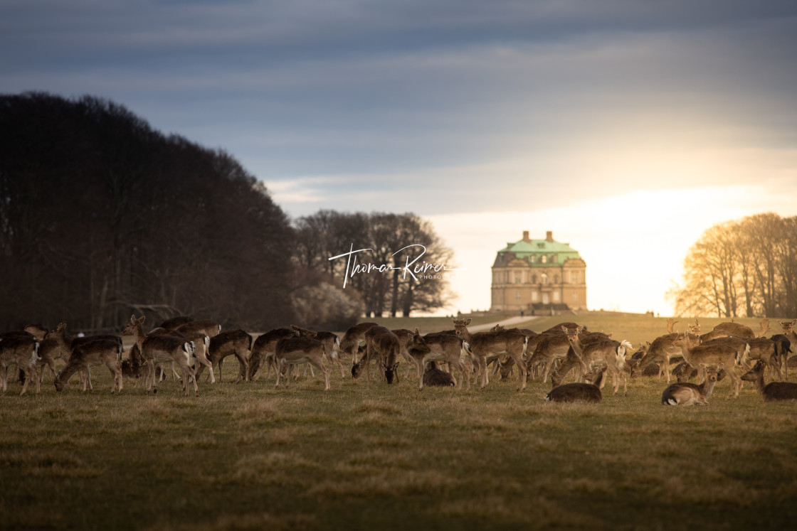 "A flock of young deer in front of historic castle Erimitageslottet at Dyrehaven meadow, Denmark" by Thomas Reimer - $12.70 "A flock of young deer in front of historic castle Erimitageslottet at Dyrehaven meadow, Denmark" stock image