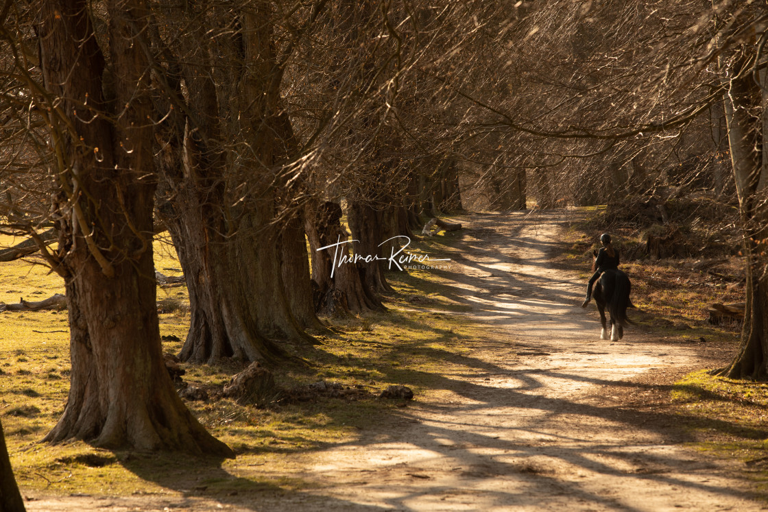 "Single horseback rider in Dyrehaven meadow, Denmark" by Thomas Reimer - $12.70 "Single horseback rider in Dyrehaven meadow, Denmark" stock image