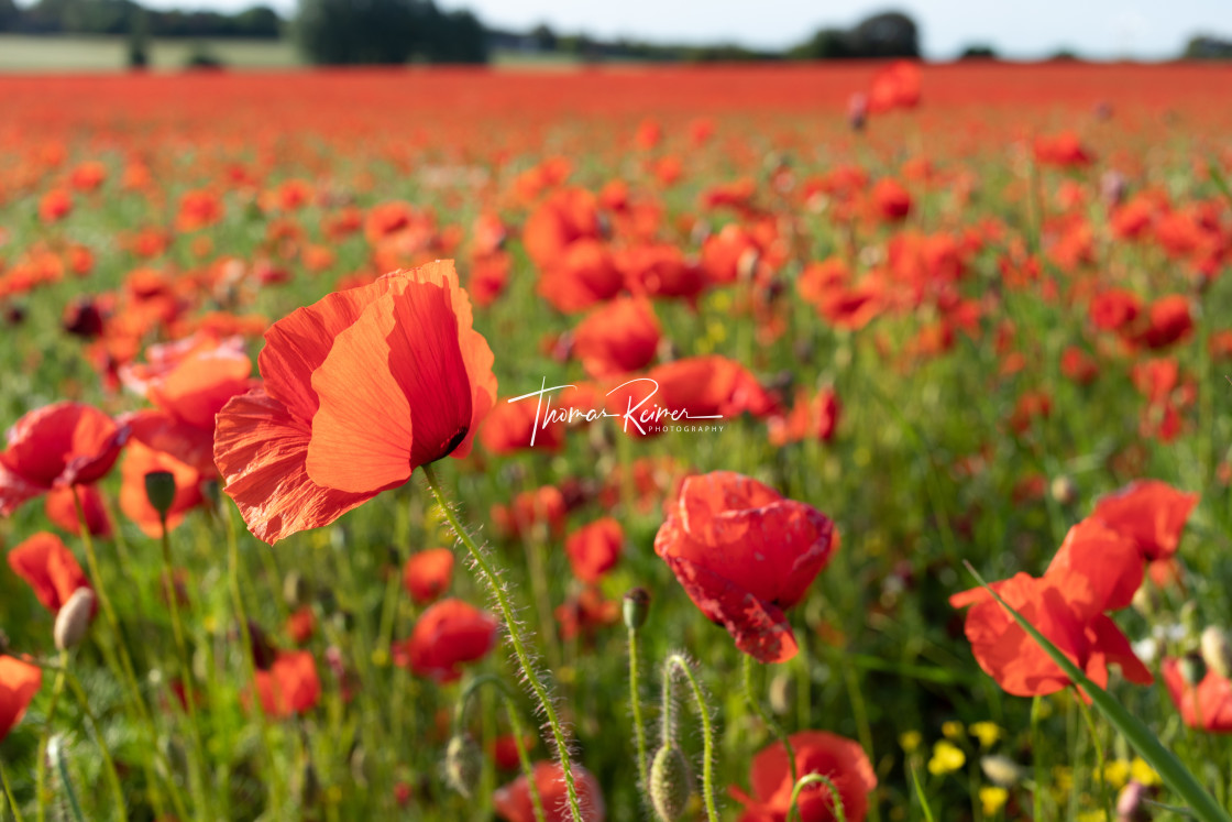 "Poppyfield on a hot summer day" stock image