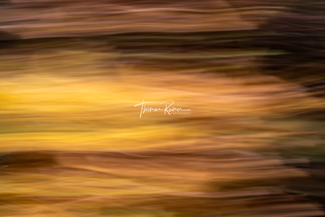 "Autumncolored blurred flowers on the westcoast of rocky Sweden" by Thomas Reimer - $12.70 "Autumncolored blurred flowers on the westcoast of rocky Sweden" stock image