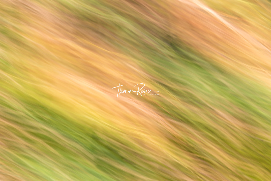 "Autumncolored blurred flowers on the westcoast of rocky Sweden" by Thomas Reimer - $12.70 "Autumncolored blurred flowers on the westcoast of rocky Sweden" stock image