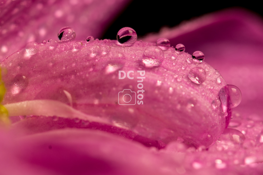 "Water droplet on flower petal" by Ian Barstow - $12.70 "Water droplet on flower petal" stock image