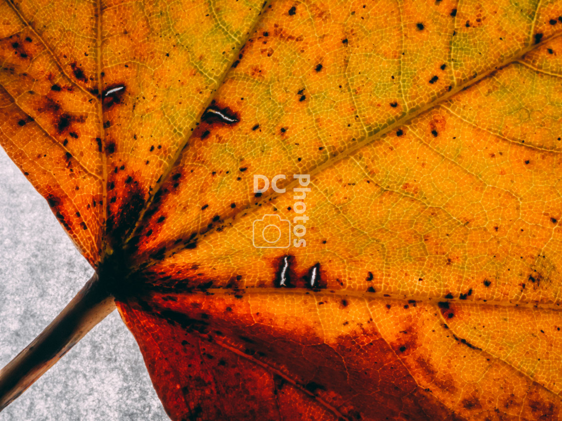 "Autumn leaf" stock image