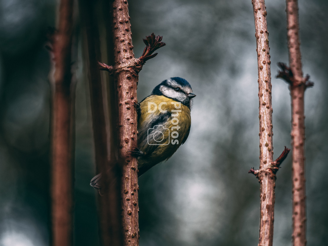 "Great tit" stock image