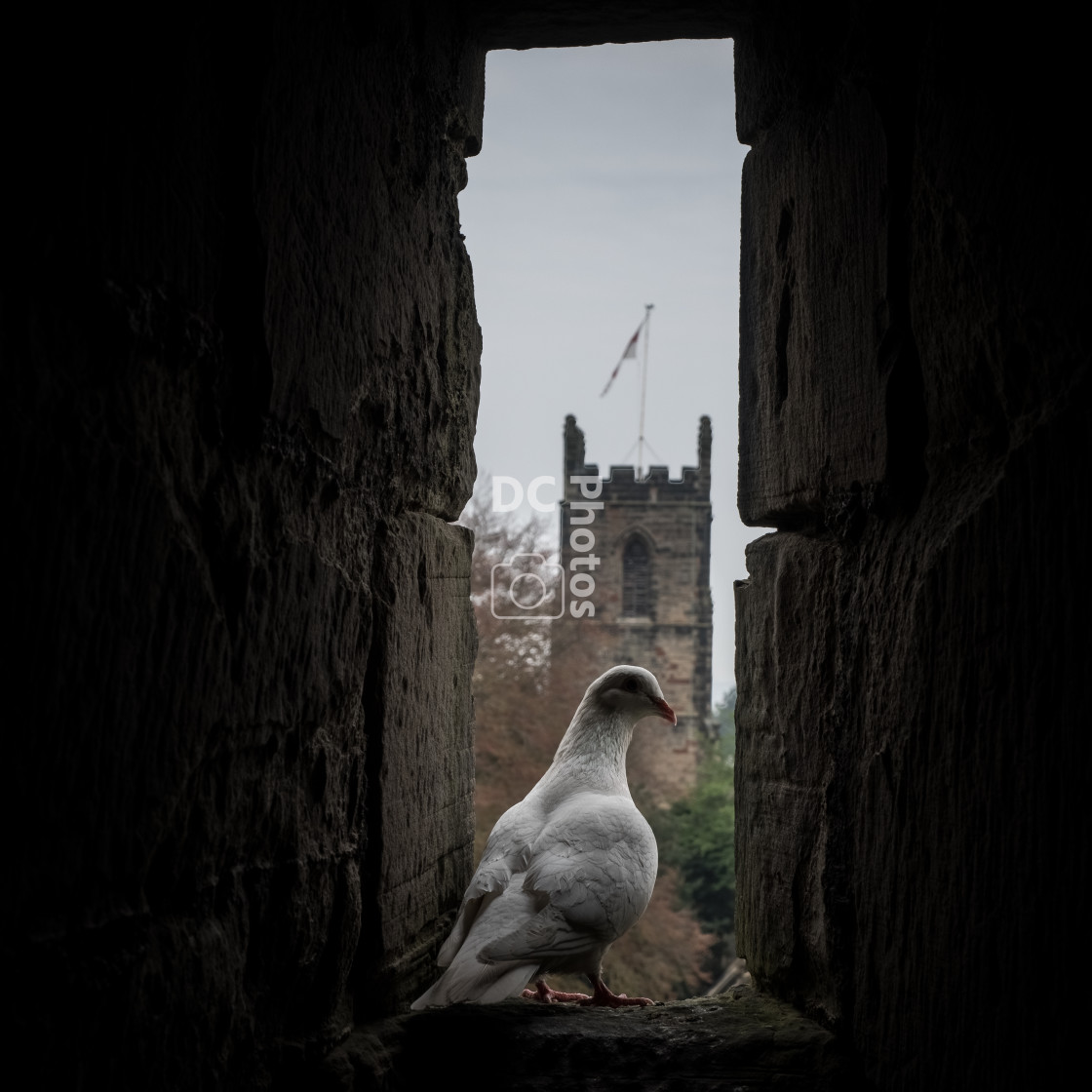 "White dove in window" stock image