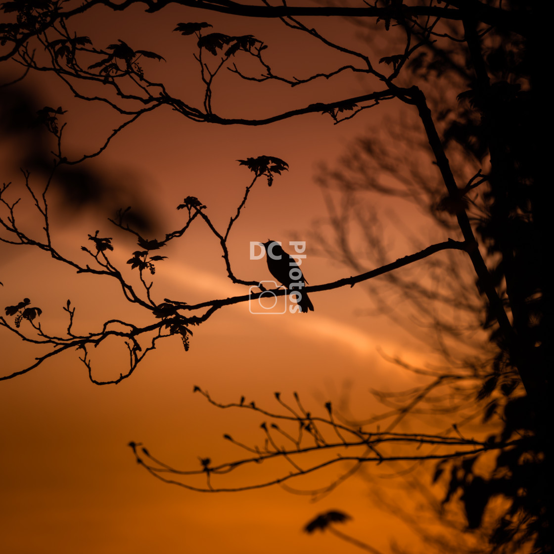 "Bird Silhouette at sunrise" stock image