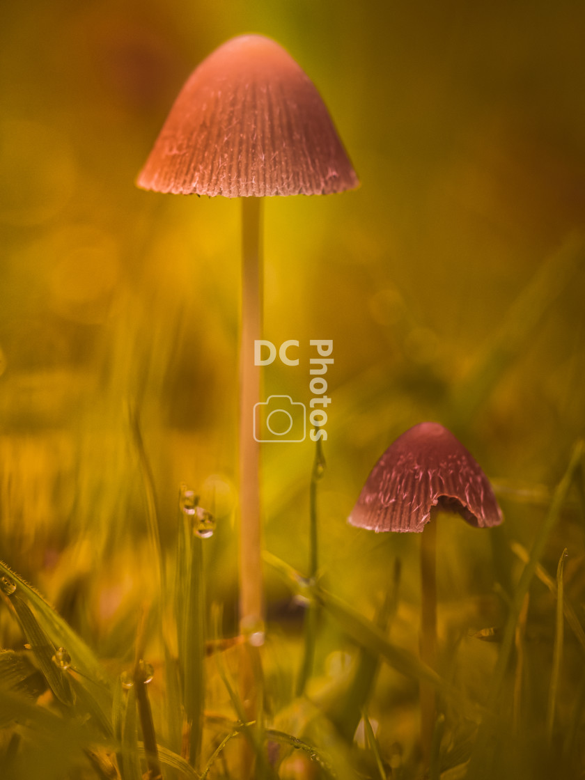 "Autumn Mushrooms" stock image