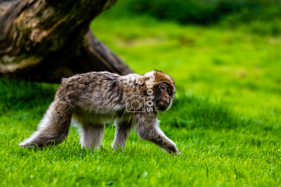 "Trentham Gardens 9th May 2023" stock image