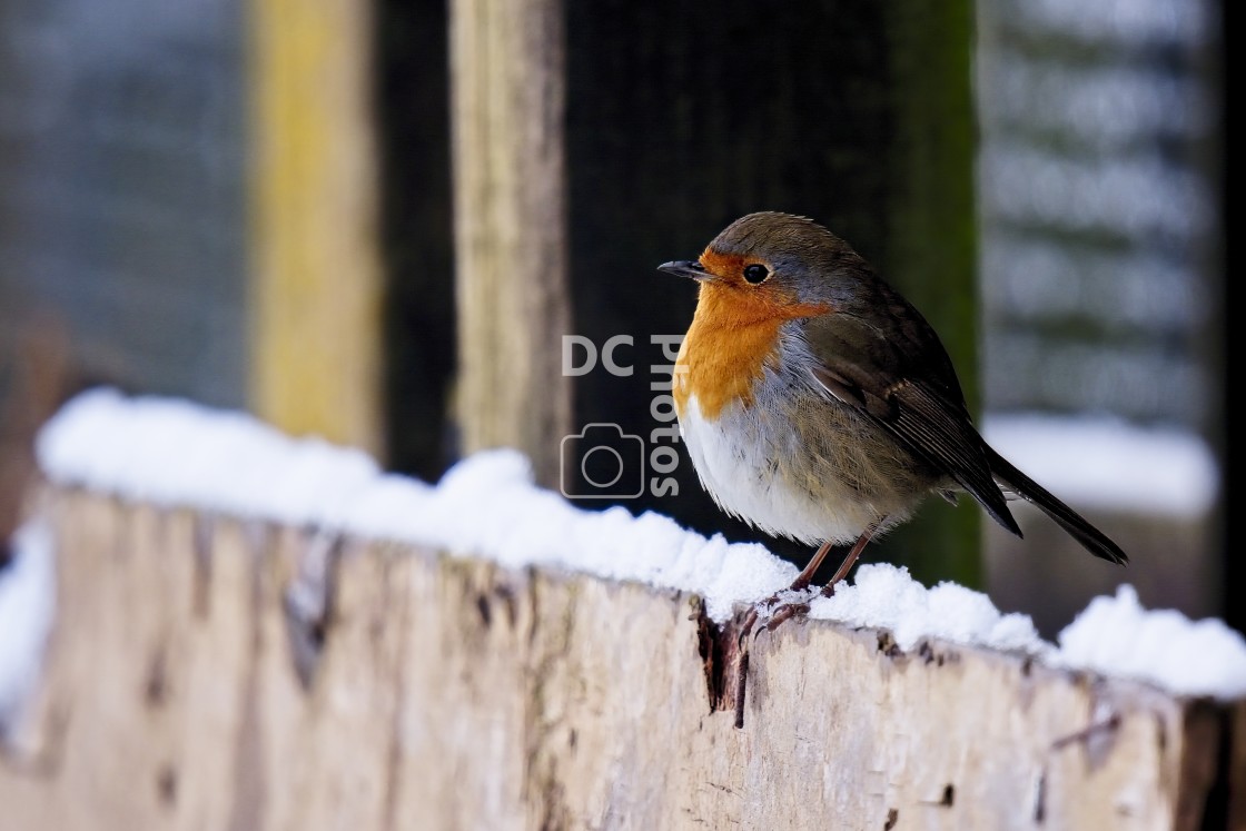 "Robin in the snow on a wooden door" stock image