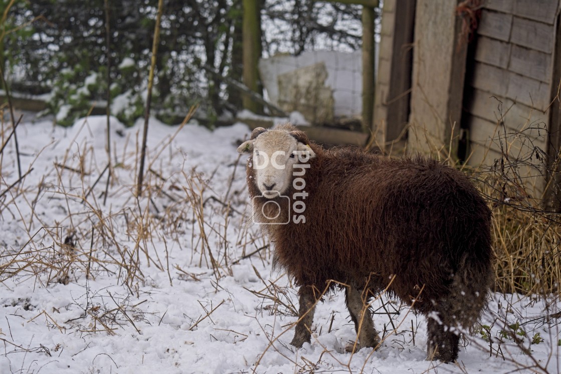 "Brown sheep in the snow" stock image