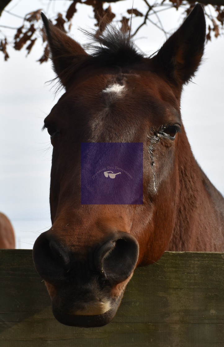 "Giant City Horse Stable" stock image