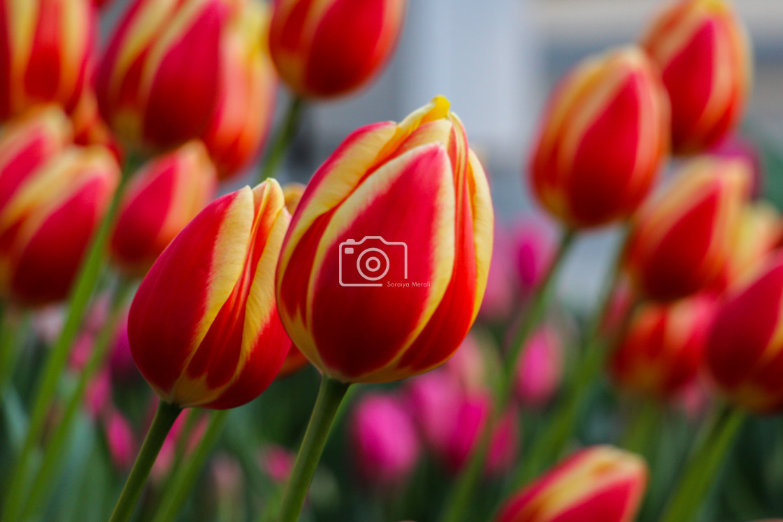 "Tulip" stock image