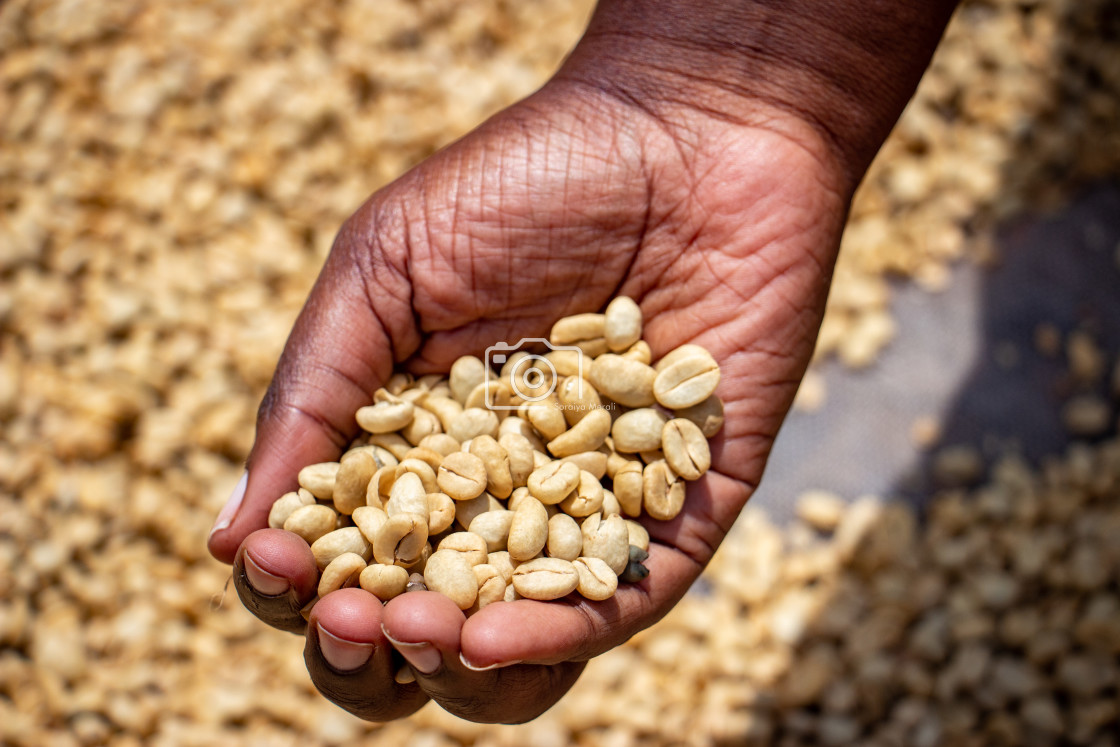 "Coffee Beans" stock image