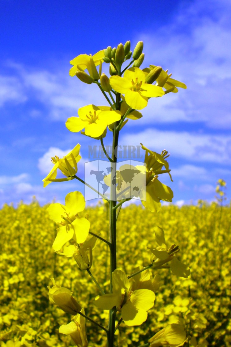 "Canola Bloom" stock image