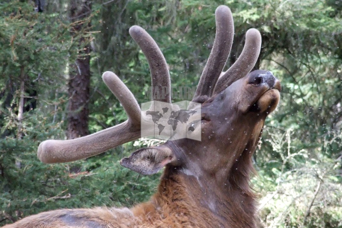 "Elk" stock image