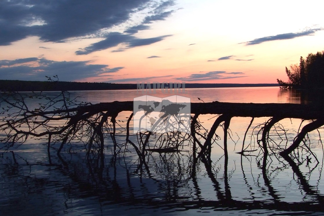 "Fallen Tree In Sunset" stock image