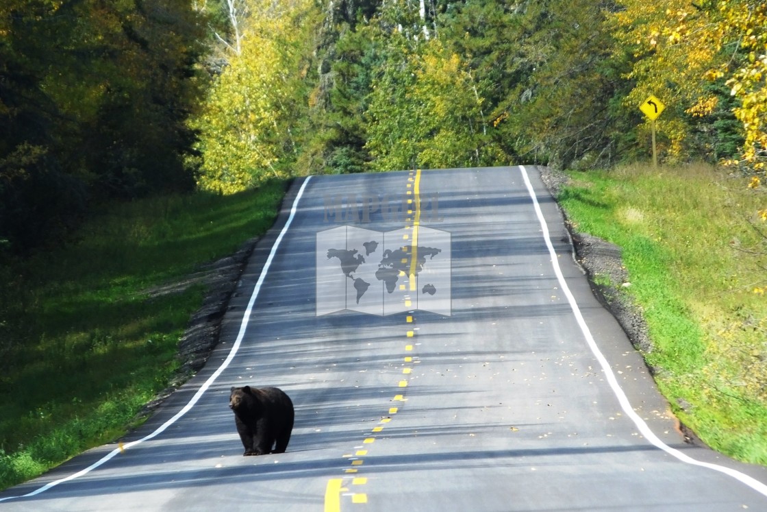 "Bear On Road" stock image