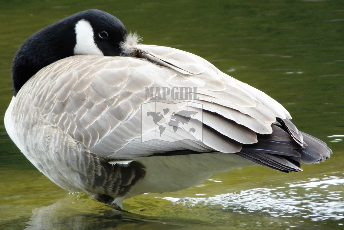 "Canada Goose" stock image