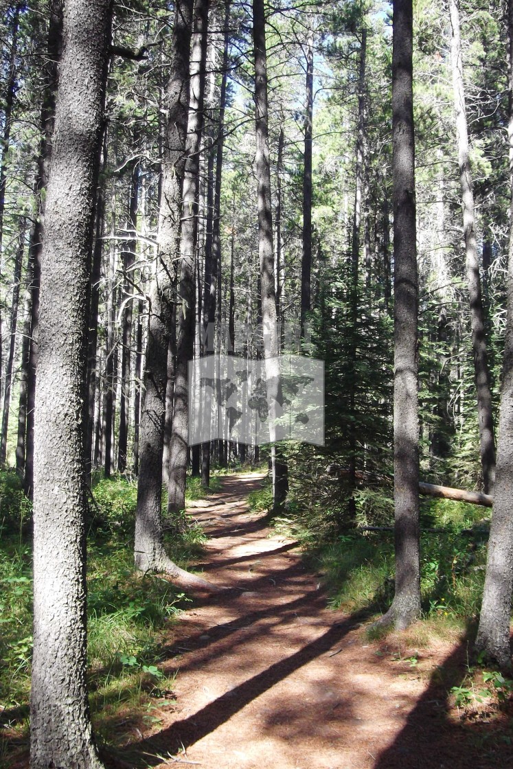 "Path in Cypress Hills, Interprovincial Park" stock image