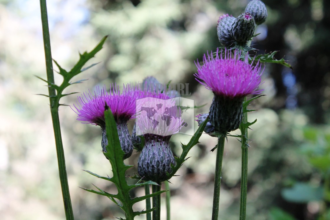 "Thistle Flower" stock image