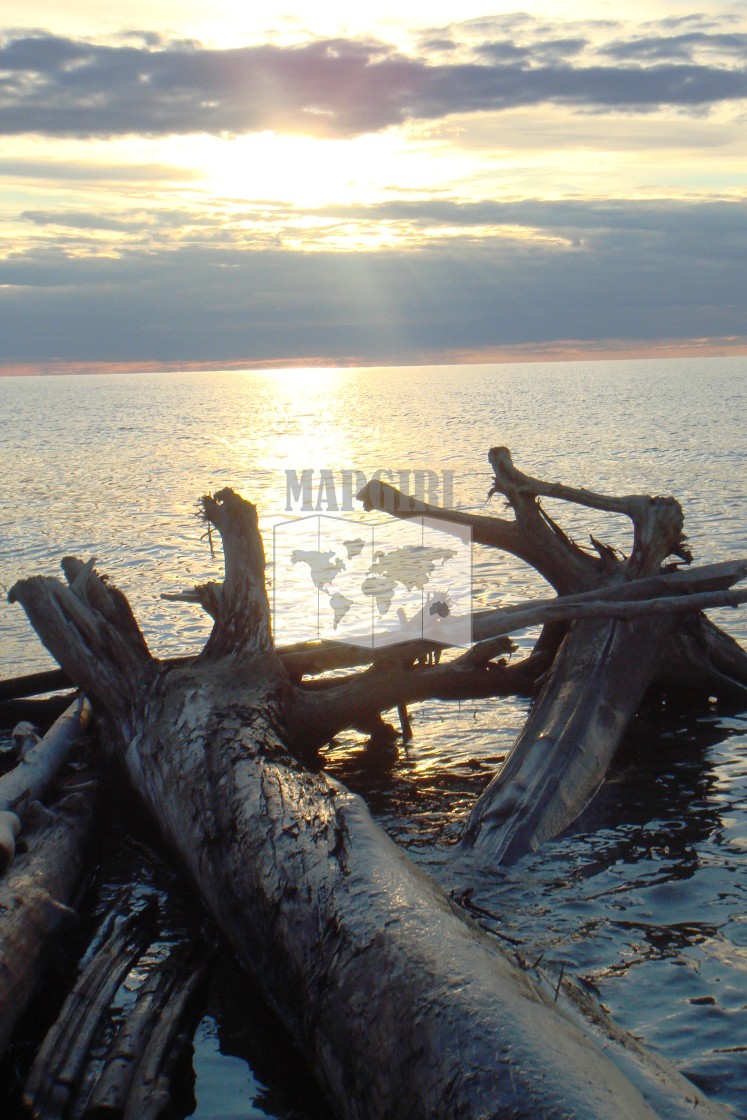 "Driftwood Beach" stock image