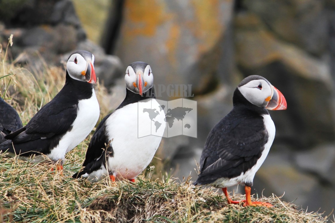 "Puffins" stock image