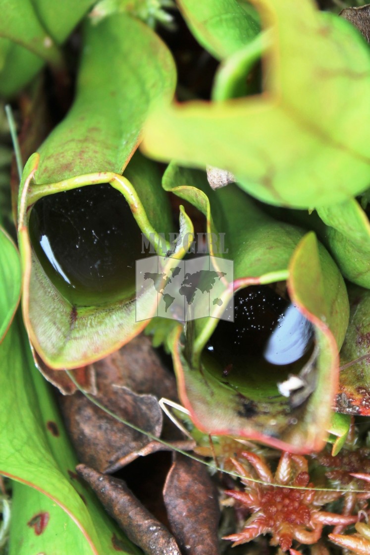 "Pitcher Plant" stock image